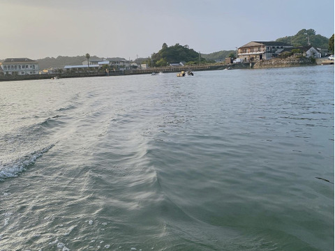 【お歳暮 ギフト対応】あまくて ぷりぷり！天草産活き車海老 《500g》