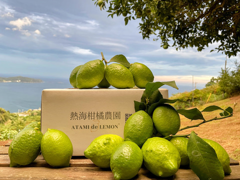 -爽やか芳醇-  グリーン『ATAMI de LEMON®』4Kg〔秀・優〕この季節だけの期間限定