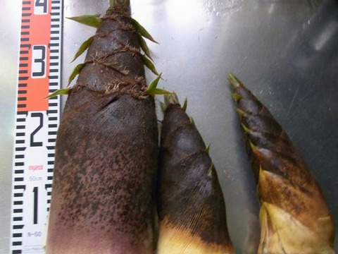 【最短発送】兵庫産朝掘りたけのこ2.8kg