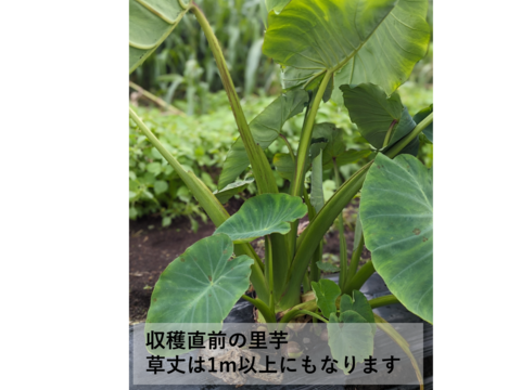 【農薬・化学肥料不使用】ネットリホクホク掘りたて里芋（土垂種・サイズ無選別）1kg