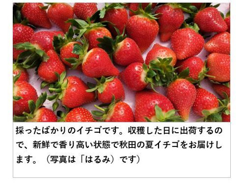 イチゴ ＜１パック＞もぎたて新鮮 香り豊か！