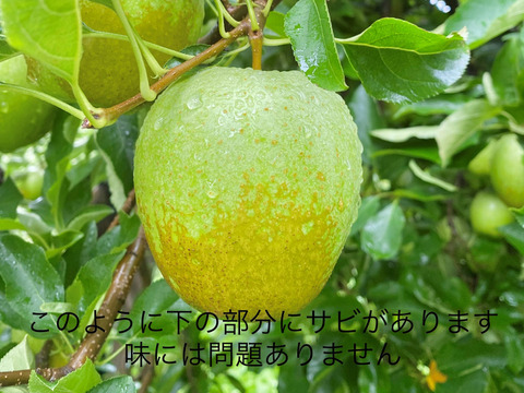 【訳あり】昔ながらの甘い青りんごの代表　【王林】　（9個から12個）