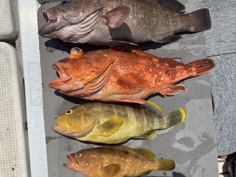 明日朝まで限定！捕れたて！マハタ・アコウ・カサゴ・アオナ 約3.5kg 長崎県対馬市(内臓・鱗処理済)