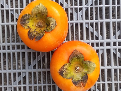 【贈答品】富有柿優品糖度12度(8個箱詰め)和歌山産