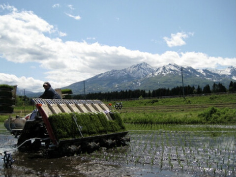 新潟県産　お米 つきあかり  5キロ  白米  令和5年産　お米　(62)