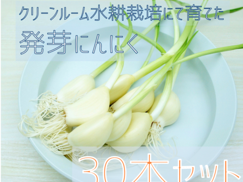 根と芽も丸ごと食べられる 発芽にんにく 30本 岐阜産クリーンルーム水耕栽培 岐阜県産 食べチョク 農家 漁師の産直ネット通販 旬の食材を生産者直送 根と芽も丸ごと食べられる 発芽にんにく 30本 岐阜産クリーンルーム水耕栽培 岐阜県産 食べチョク 農家 漁師の産直ネット通販 旬の食材を生産者直送