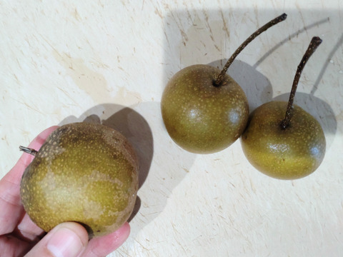 梨 なし ヤマナシ 山梨 野生化した梨 10個セット ◆完全な自然栽培の梨 ◆甘みはかなり薄め☆小さな梨（ゴルフボールより少し大きいものや小さめのもの）です◆汚れ等あります。多めにお送りします。