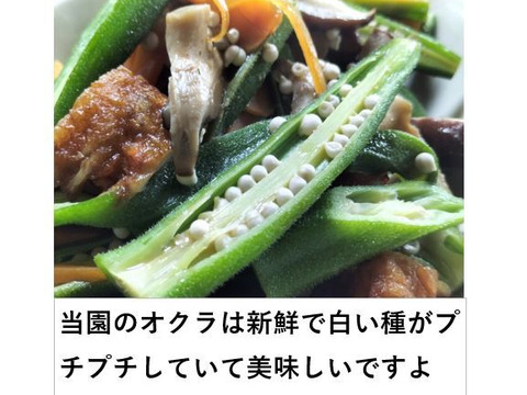オクラ 柔らかトロうま！口の中で弾けるプチプチの種！＜80本/約1kg＞