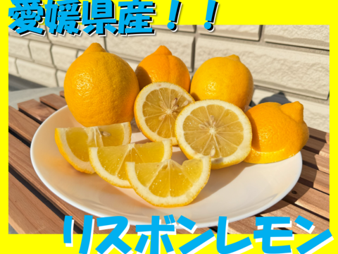 愛媛県産　リスボンレモン　防腐剤不使用　お徳用３㌔