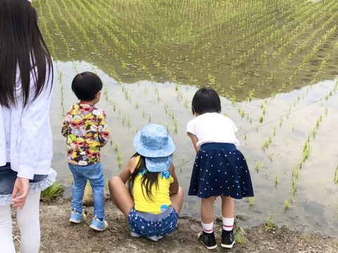 🌟残り僅か🌟令和7年新米❣高知産コシヒカリ🌾玄米30kg✨ 節減対象農薬🌾モチモチ美味しいギャル米💖