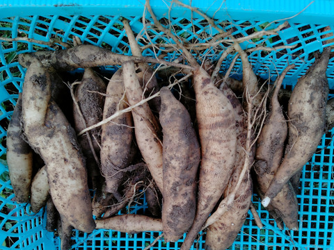 奥出雲産　農薬不使用野菜　ヤーコン7キロ