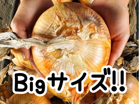 市場では出回らない‼️吊るして保存‼️BIGsize早生玉ねぎ10キロ入‼️