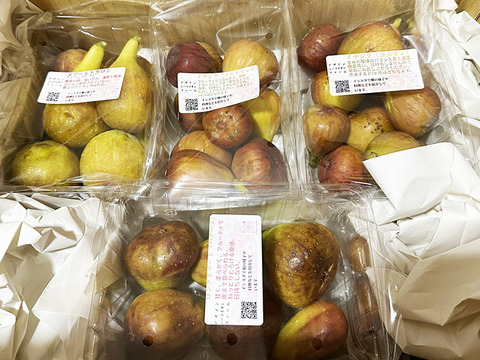 熟して甘い！岡山県産イチジク（約1.5kg、4パック）