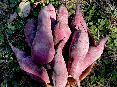 【有機JASシルクスイート5kg】追熟完了❣️絹のようななめらか食感、ねっとりとして甘味最高な大人気品種！スイートポテト、蒸し芋、干し芋、大学芋など！おやつづくりから離乳食まで！家族が喜ぶ美味しさ‼️