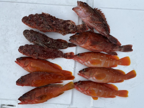 明日朝まで限定！捕れたて！オコゼ・カサゴ・アカハタ 約2.5kg 長崎県対馬市(内臓・鱗処理済)