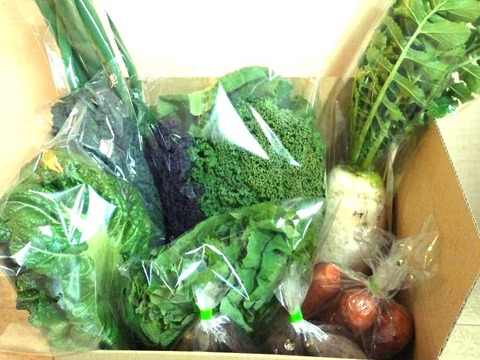 箱いっぱい！とりたて旬野菜１０種類前後 【農薬・化学肥料不使用】