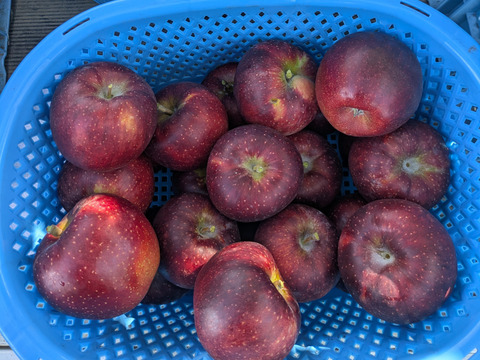 甘さと酸味のバランス良好「秋映」（自家用）3㎏