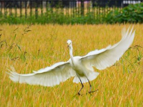 【福袋】🎍売れ切れ御免‼️限定100セット🎯令和7年新潟県五泉市四ケ村産 ✨️三種の神米食べ比べセット🌾🎯コシヒカリ、新之助、いのちの壱。各2kg入  ×3  🍚6kg白米 福袋限定商品✨️