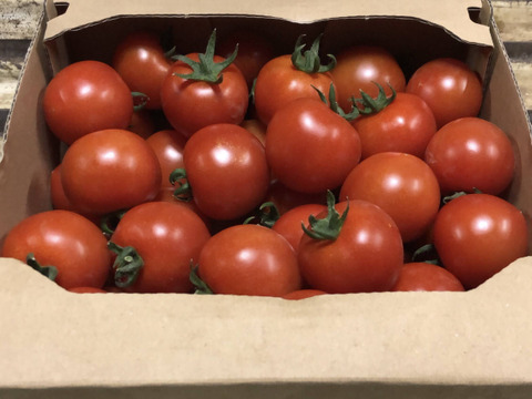 トマト好きが作ったあきずに毎日食べたいミニトマト１Kg