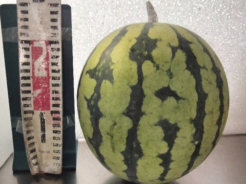 兵庫産夏武輝 大玉スイカ1玉　ご家庭用⑤