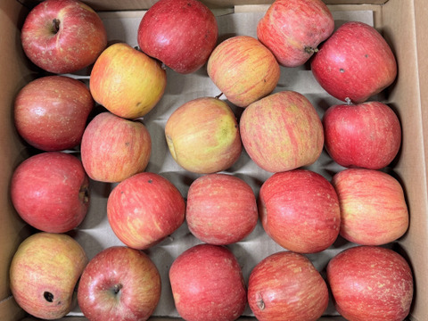 ★すぐに出荷★【加工用バラ詰め】サンふじ約4.5Kg　生食、ジュース、スイーツ、コンポート、すりおろし林檎　加工用・業務用🍎　青森県産