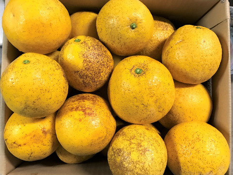 熊本発祥！果汁たっぷり！河内晩柑【ジューシーオレンジ】　訳あり10K　25-35玉