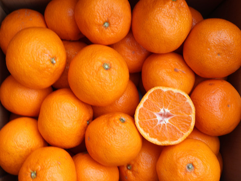 【冬ギフト】農家直送！有田みかん5kg≪3Lサイズ（超大玉） 秀品≫【平武農園】～蛍飛ぶ町から旬の便り～　和歌山｜有田｜田口｜ギフト｜こだわり　産地直送　お取り寄せ