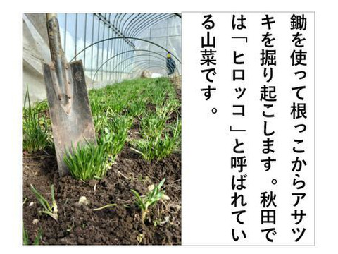 あさつき【キュルッと食感、ほっこりする甘さ】＜約800g＞