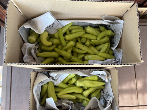 ちょっと小さい箱で　 採れたては辛さも新鮮!!バナナ南蛮だらけ箱一杯セット!!(サイズ60)