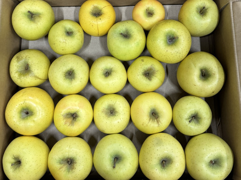 【訳あり・バラ詰め 大小込み】シナノゴールド💛約4.5Kg🍏青森県産　数量限定