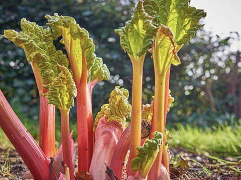 信州産 春1番暗室栽培ルバーブ Forced Rhubarb 60サイズ約2キロ 長野県産の野菜 食べチョク 産地直送 産直 お取り寄せ通販 農家 漁師から旬の食材を直送