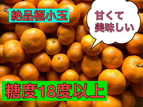 【樹上完熟】糖度18度以上の完熟極小玉ミカン『ぱっくん　仙ちゃん(尾崎）』　3kg
