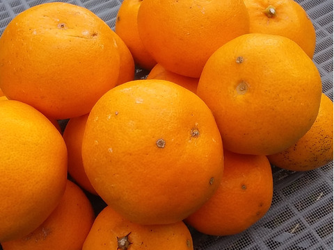 【はるみ小粒】糖度10度前後】４kg和歌山産(常温便)