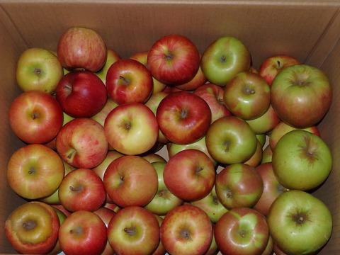 サンつがる　加工用（生食も可）　約10キロ【葉とらず】JA基準より60％減の低農薬栽培