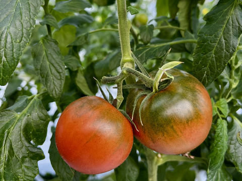 むぎゅっとがっしり！！べっぴん！濃旨フルーツトマト（おめかし梱包800g)