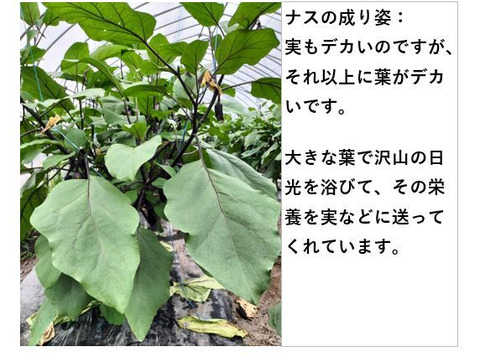 黒光りする太くて長いナス！汁や油との相性ピカイチ＜20本＞
