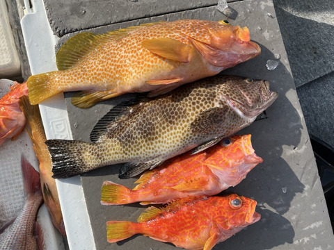 明日朝まで限定！捕れたて！オオモンハタ・アコウ・カサゴ 約2.5kgオーバー 長崎県対馬市(内臓・鱗処理済)