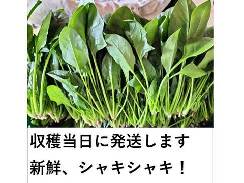 【福袋】鍋・お雑煮の葉物セットA＜セリ/春菊/ホウレンソウ,各300g＞ 【冬ギフト】