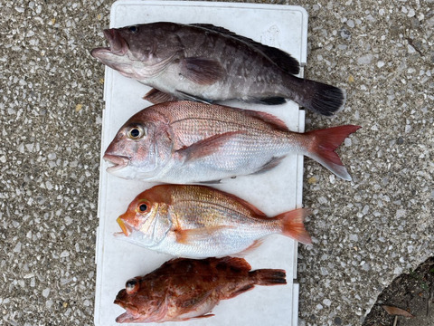 明日朝まで限定！捕れたて！マハタ・レンコダイ・カサゴ　約3.5kgオーバー 長崎県対馬市(内臓・鱗処理済)