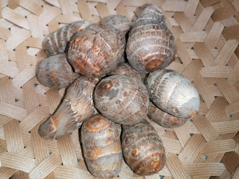 農薬化学肥料不使用 品種改良されていない 金沢の伝統野菜 「伝燈寺里芋」2袋