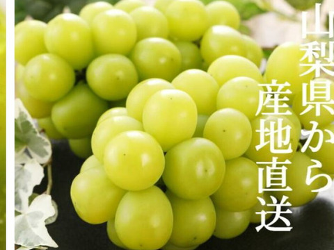 山梨県シャインマスカット家庭用3房