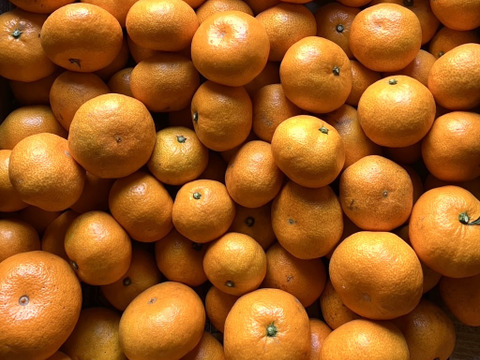 【樹上完熟】糖度18度以上の完熟極小玉ミカン『ぱっくん　仙ちゃん(尾崎）』　3kg