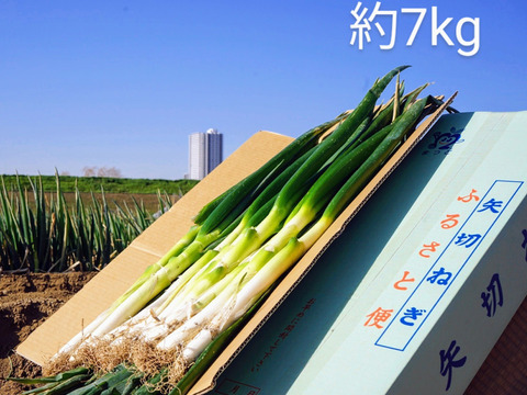 千葉県松戸市の特産品 矢切ねぎ 根 泥付き 約7kg 千葉県産 食べチョク 農家 漁師の産直ネット通販 旬の食材を生産者直送
