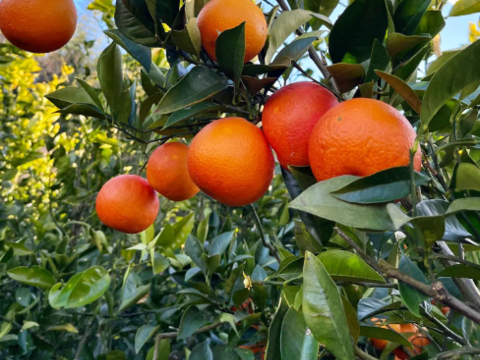 【数量限定☆希少の柑橘🎁】ブラッドオレンジ２㎏🍊