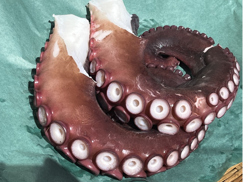 漁師の店　水タコ　タコ２本〜４本　1.5kg   浜茹で