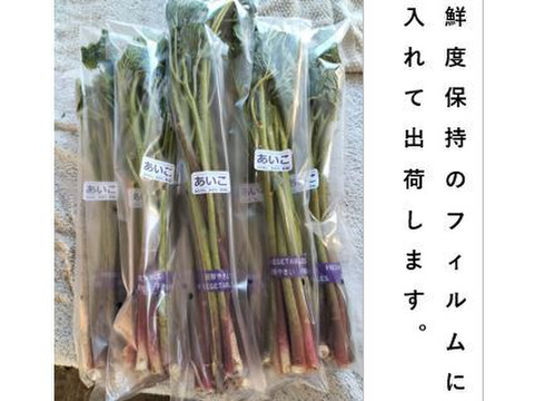 アイコ  シャキッ！トロッと美味しい山菜＜約800g＞（あいこ/ミヤマイラクサ）