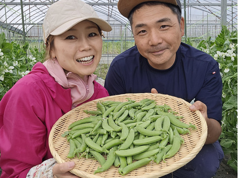 【岐阜県産】シャキッと甘いスナップえんどう３００g×６