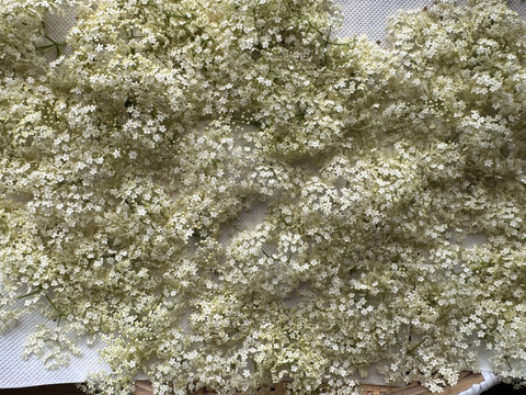 自然農法栽培 ドライエルダーフラワー　20グラム　空気の綺麗な那須の山間で自然農法栽培で育てたエルダーフラワーです。