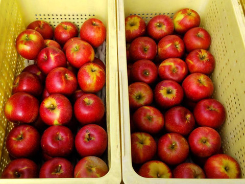 【甘い系りんご2種の食べ比べ】ぐんま名月＆シナノスイート　3キロ箱（3.2キロほど入ります）【JA基準より60％減の低農薬栽培】