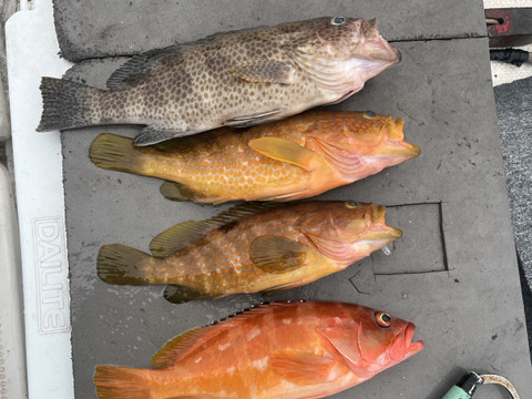 明日朝まで限定！捕れたて！オオモンハタ・アコウ・アカハタ 約2kgオーバー 長崎県対馬市(内臓・鱗処理済)